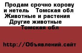 Продам срочно корову и нетель - Томская обл. Животные и растения » Другие животные   . Томская обл.